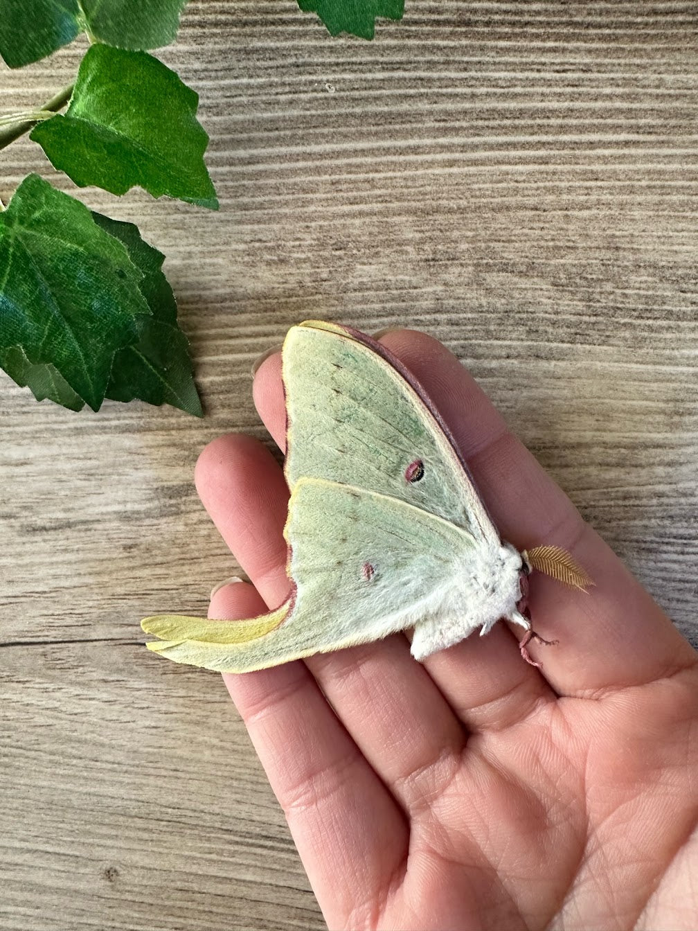 Actias luna REAL Green Luna Moon Moth