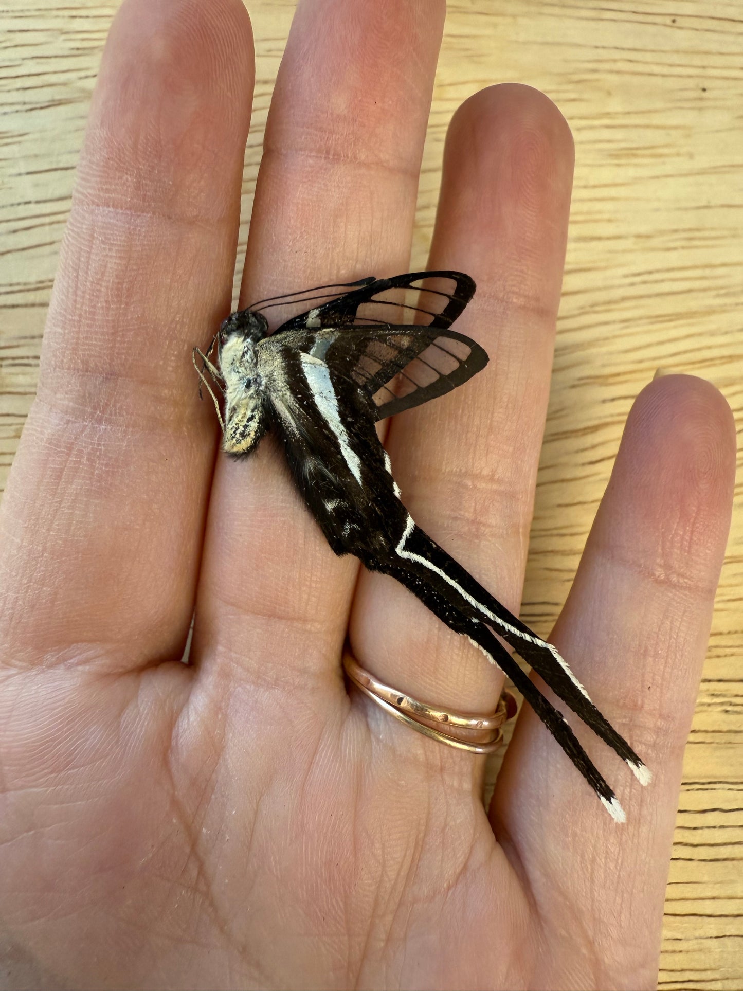 Lamproptera meges, Dragontail Butterfly