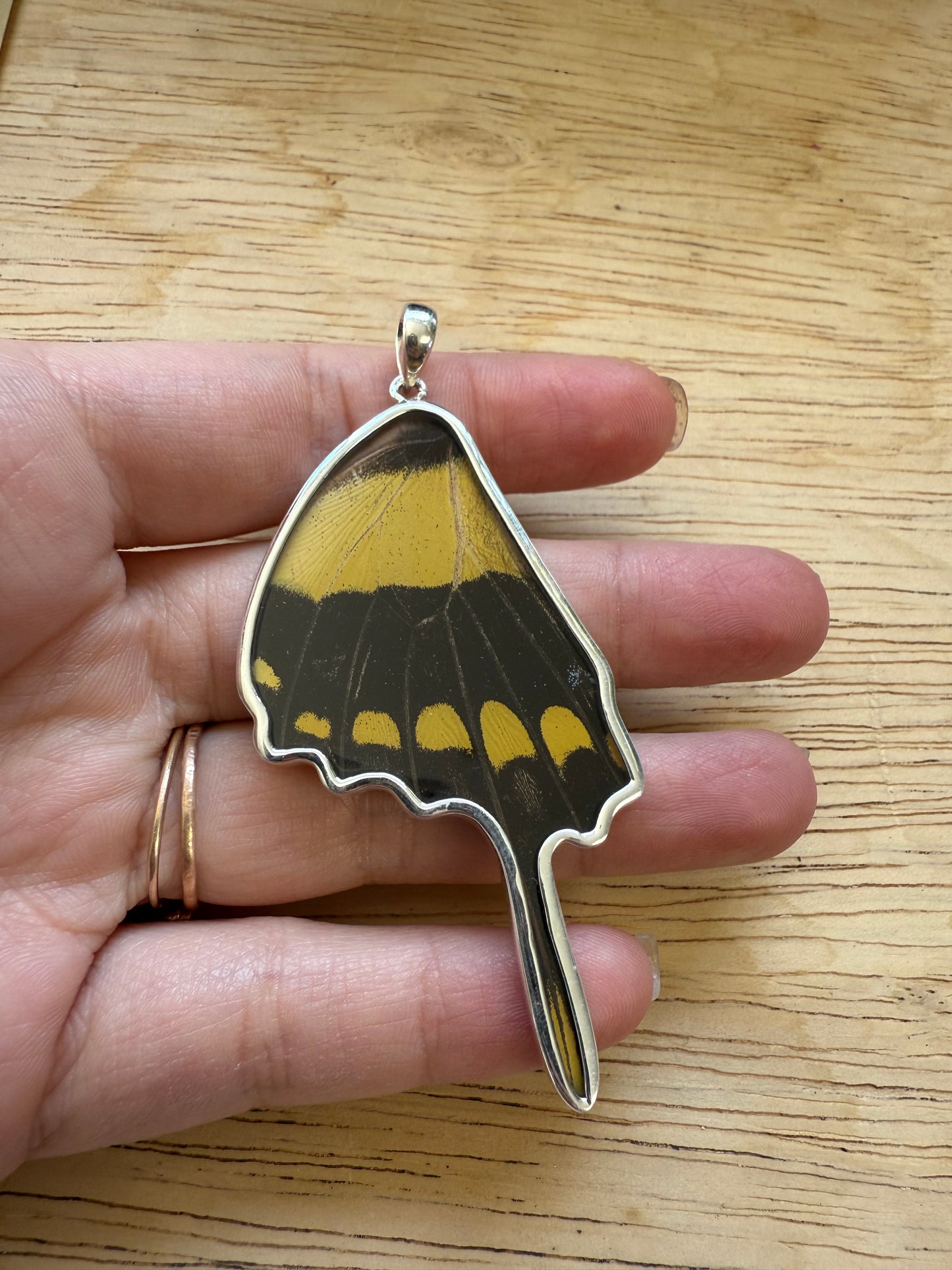 Damaged King Swallowtail by Butterfly Wing Pendant in 99.5 Fine Silver Lot 100