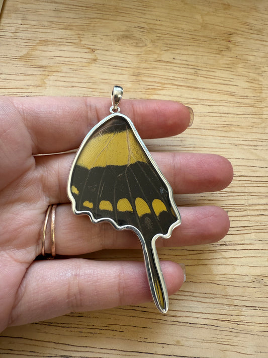 Damaged King Swallowtail by Butterfly Wing Pendant in 99.5 Fine Silver Lot 100