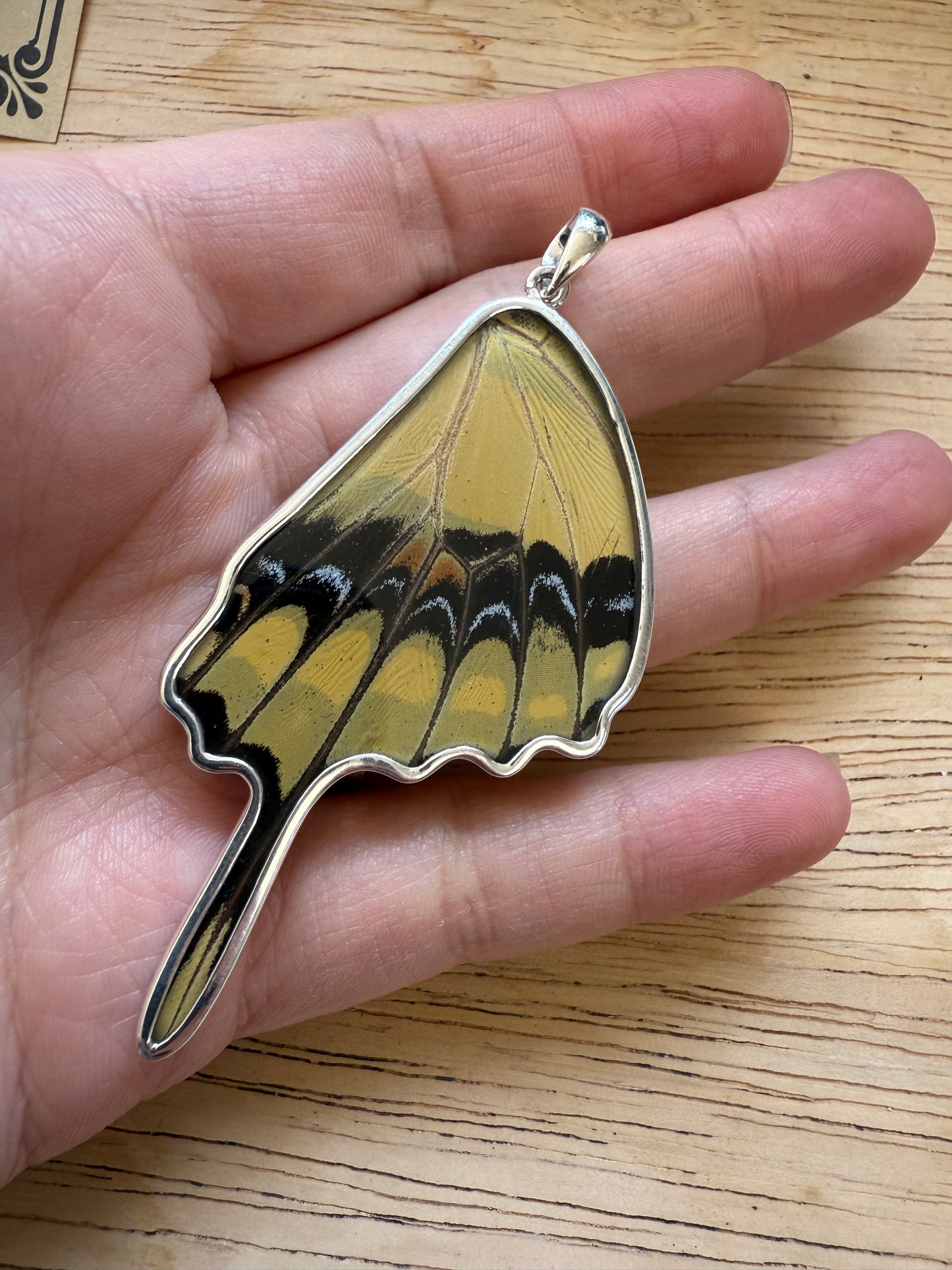 Damaged King Swallowtail by Butterfly Wing Pendant in 99.5 Fine Silver Lot 100