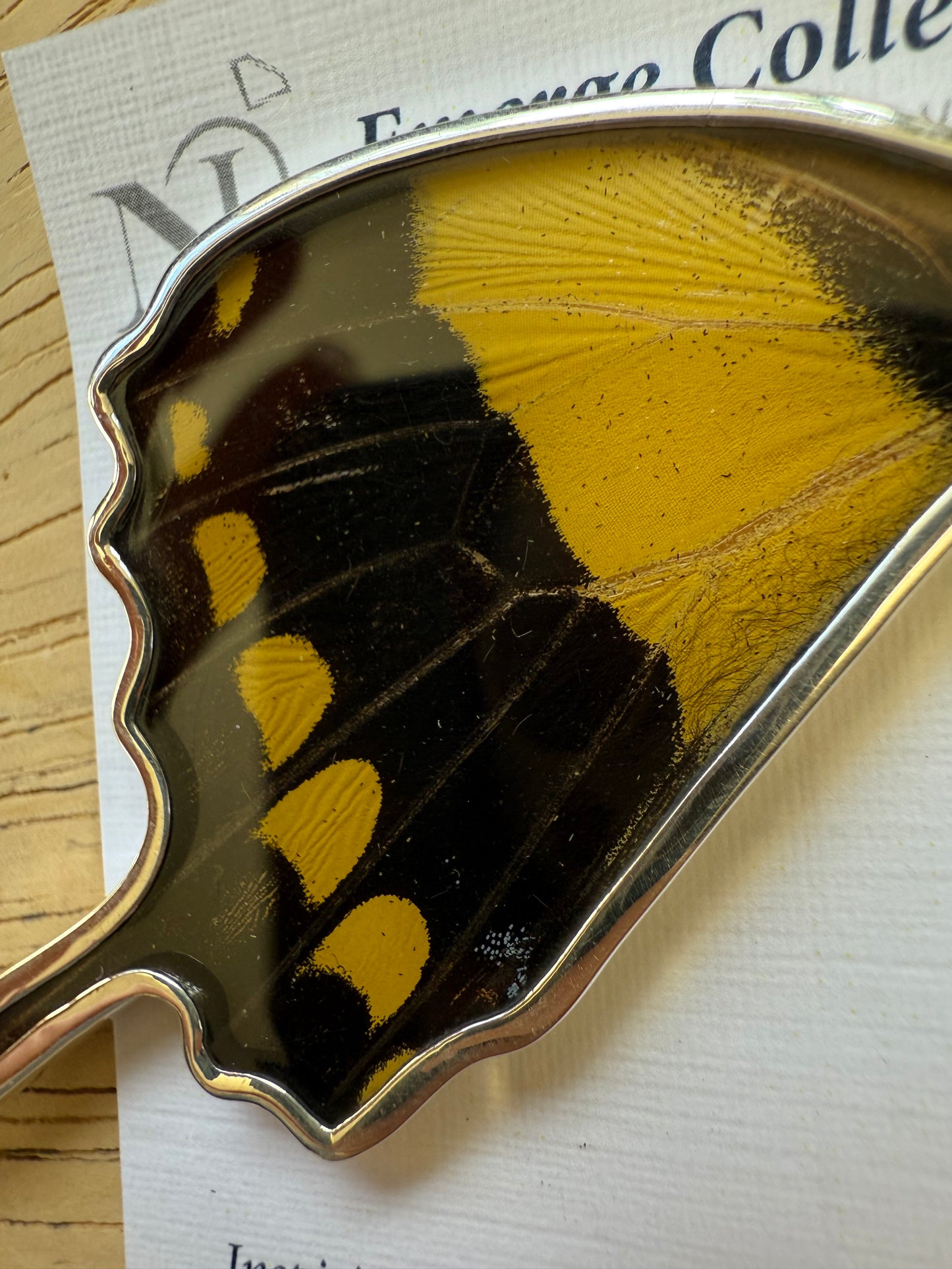 Damaged King Swallowtail by Butterfly Wing Pendant in 99.5 Fine Silver Lot 100