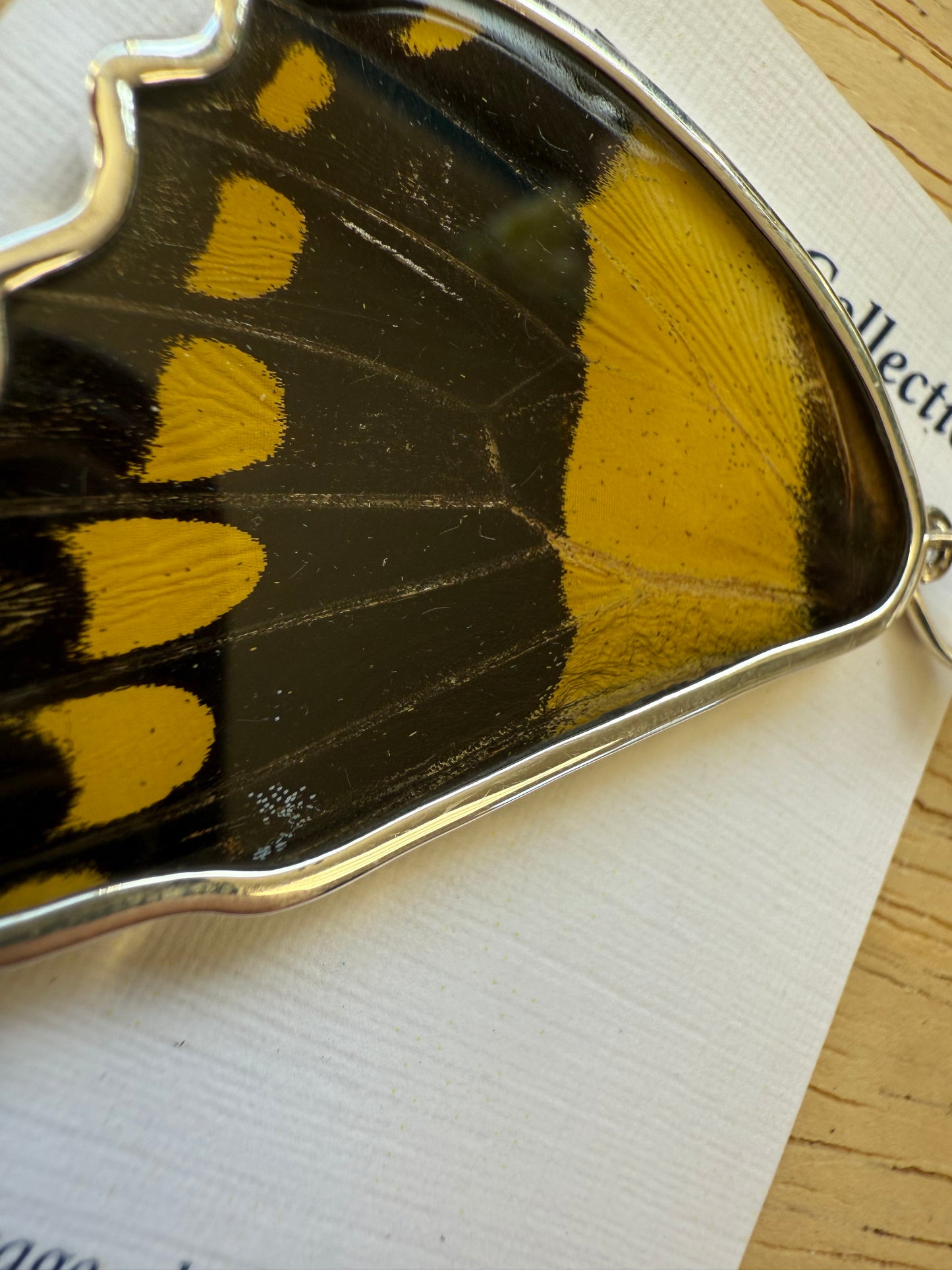 Damaged King Swallowtail by Butterfly Wing Pendant in 99.5 Fine Silver Lot 100