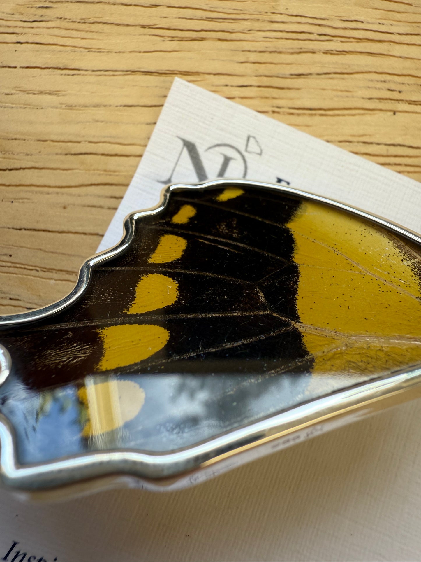 Damaged King Swallowtail by Butterfly Wing Pendant in 99.5 Fine Silver Lot 100