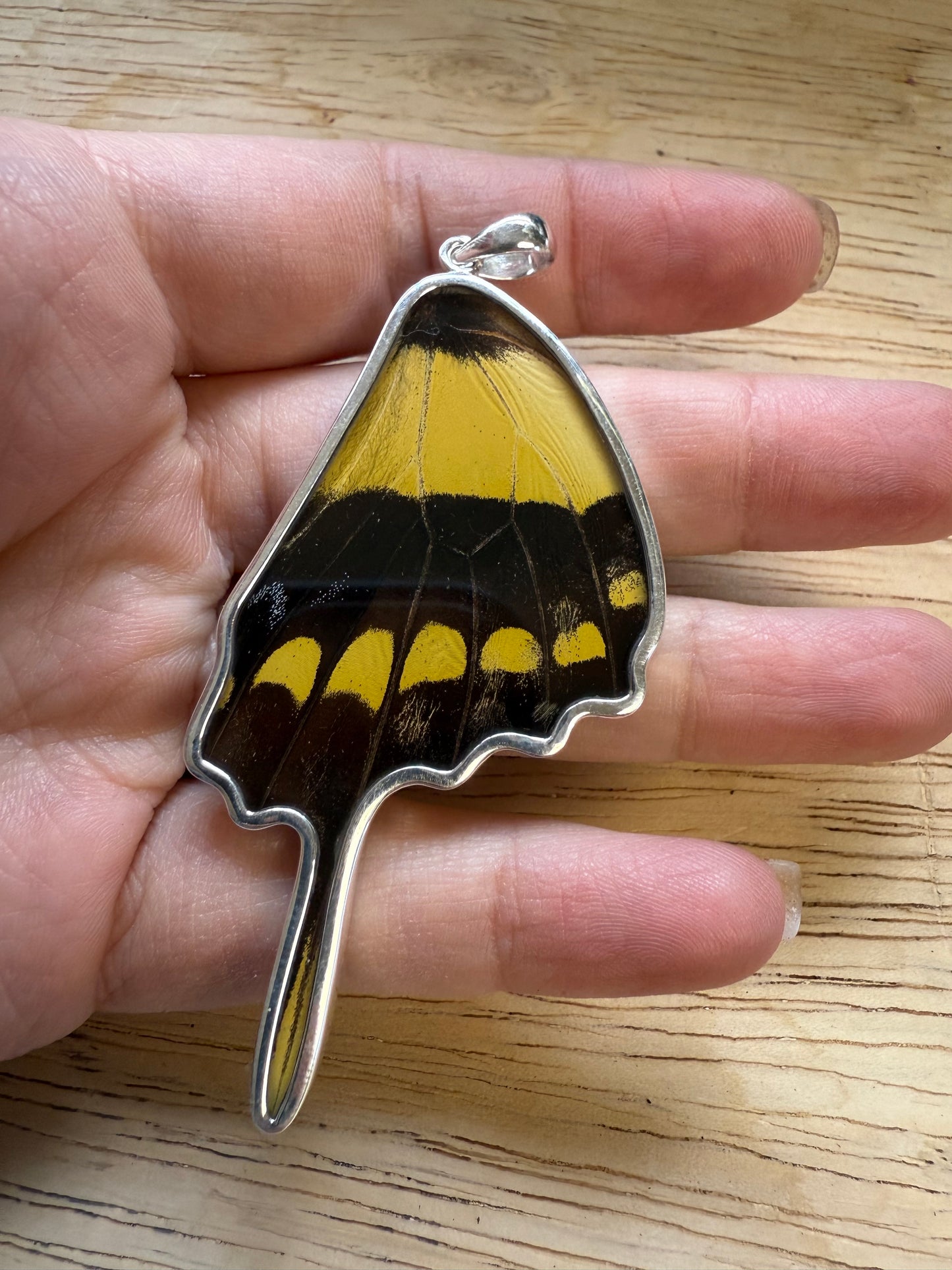Damaged King Swallowtail Butterfly Wing Pendant in 99.5 Fine Silver Lot 101