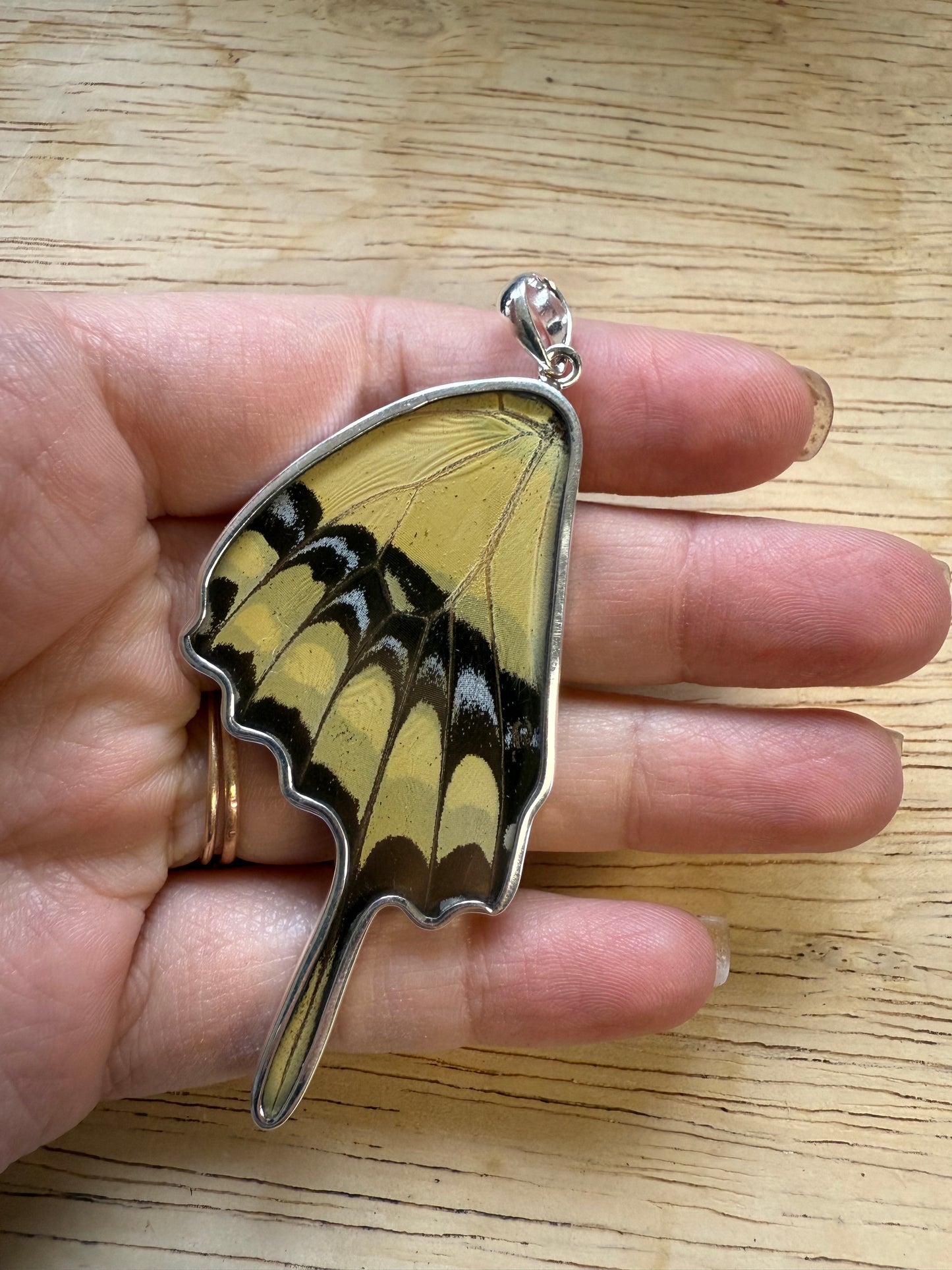Damaged King Swallowtail Butterfly Wing Pendant in 99.5 Fine Silver Lot 101
