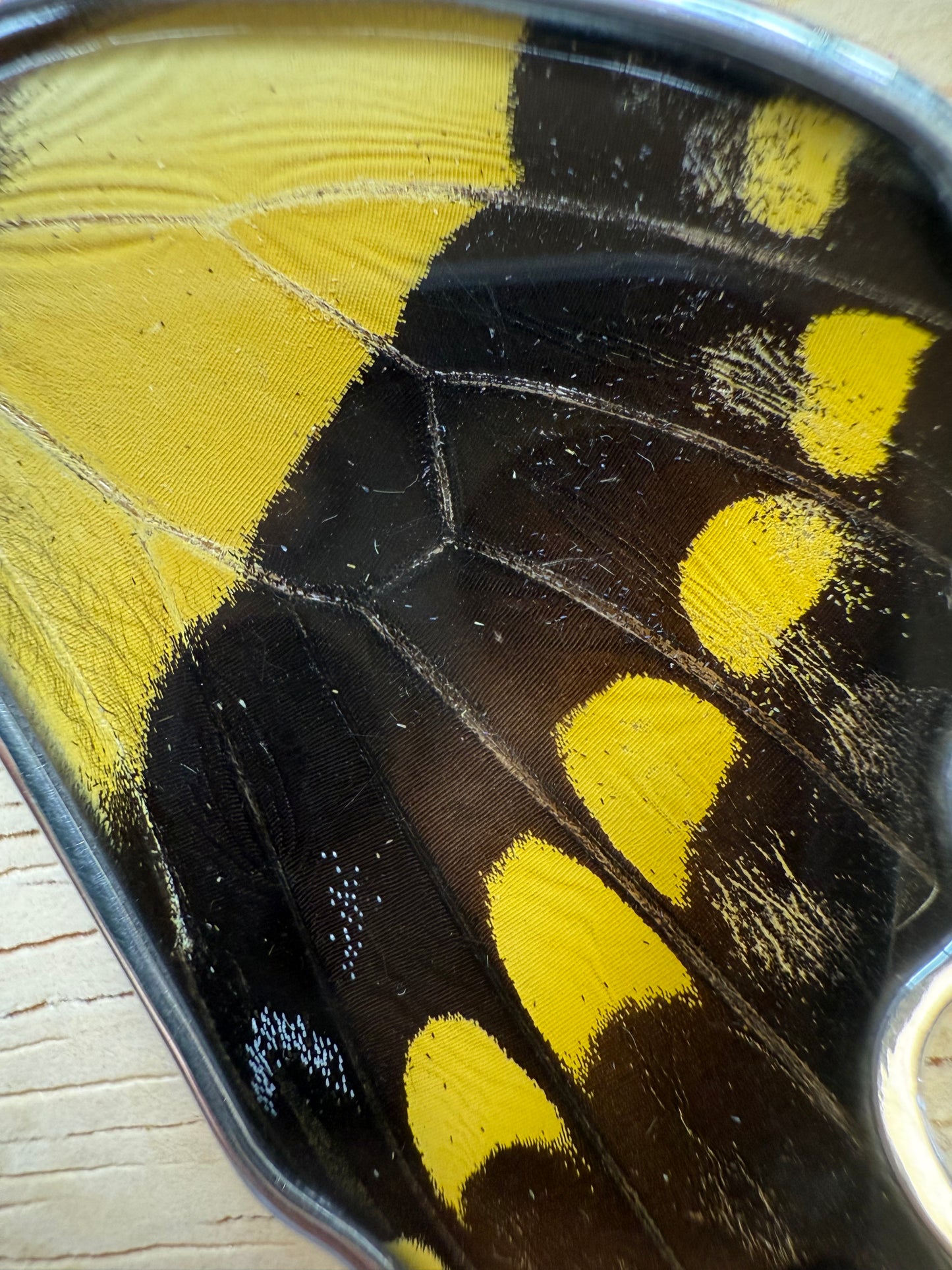 Damaged King Swallowtail Butterfly Wing Pendant in 99.5 Fine Silver Lot 101