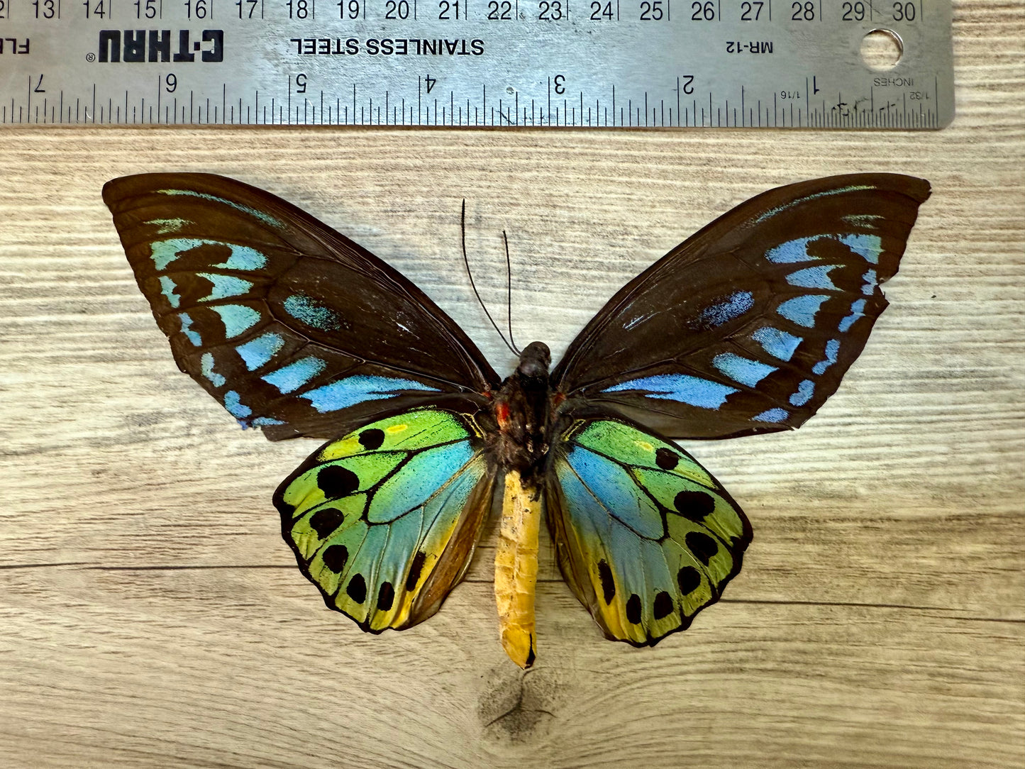 Ornithoptera priamus urvillianus SPREAD Blue Birdwing Butterfly A2 Condition