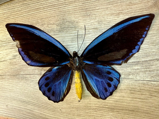 Ornithoptera priamus urvillianus SPREAD Blue Birdwing Butterfly A2 Condition