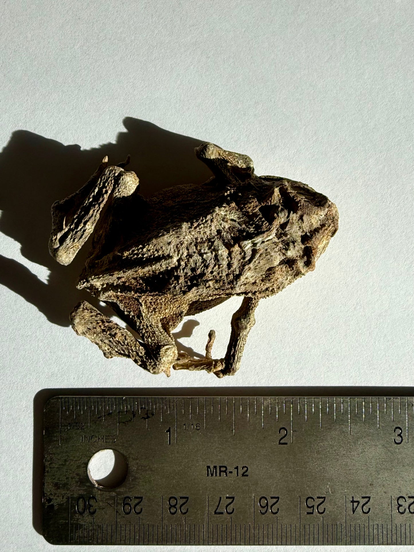 Mummified Toad Specimen