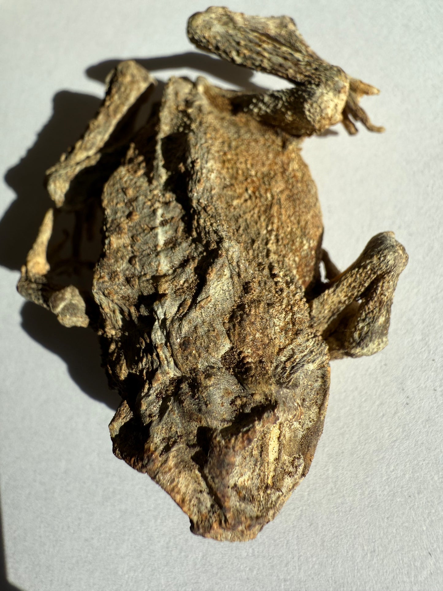 Mummified Toad Specimen