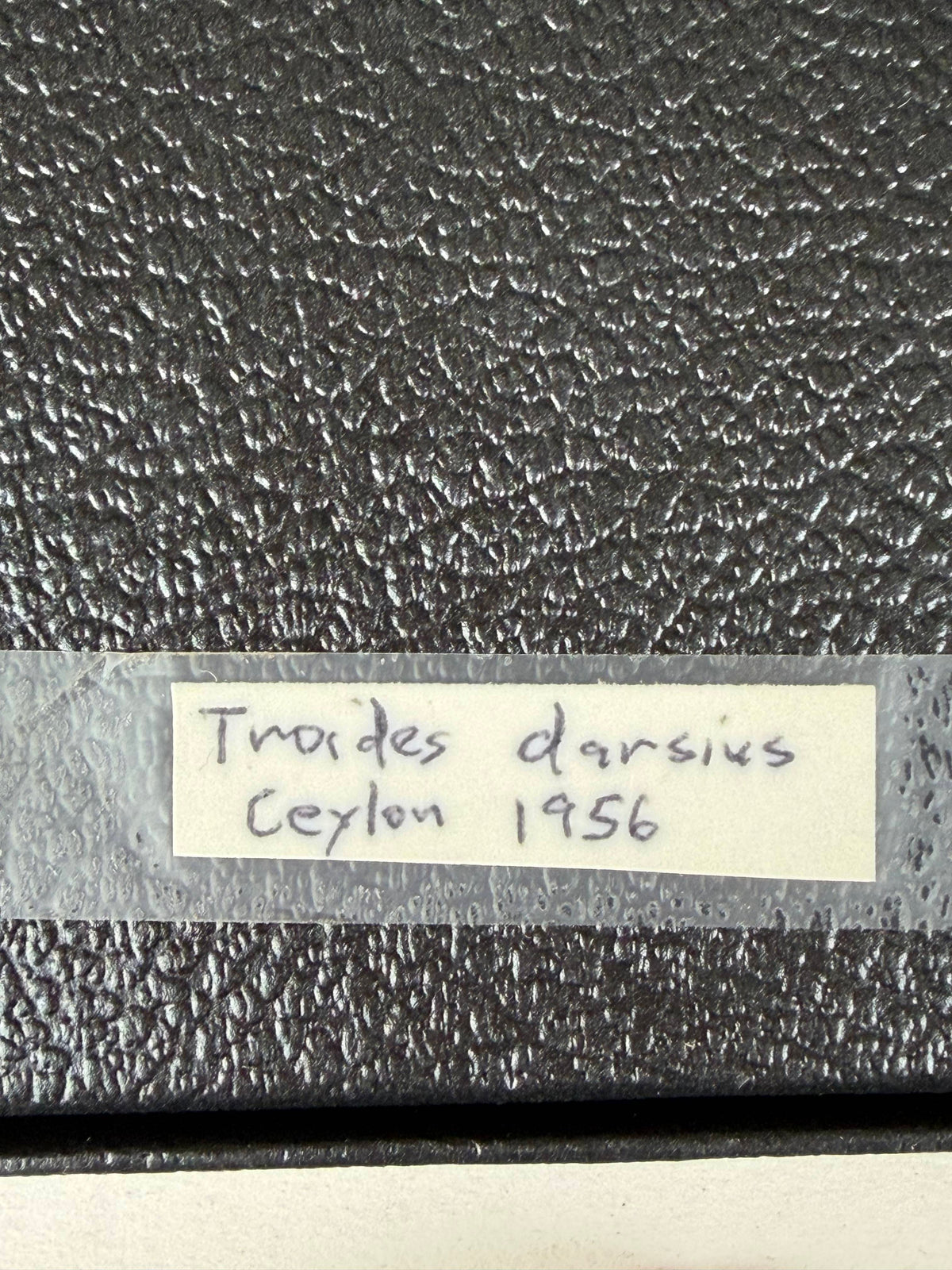 Framed WORLD RARITY! Troides darsius BIRDWING PAIR -Ceylon, 1956