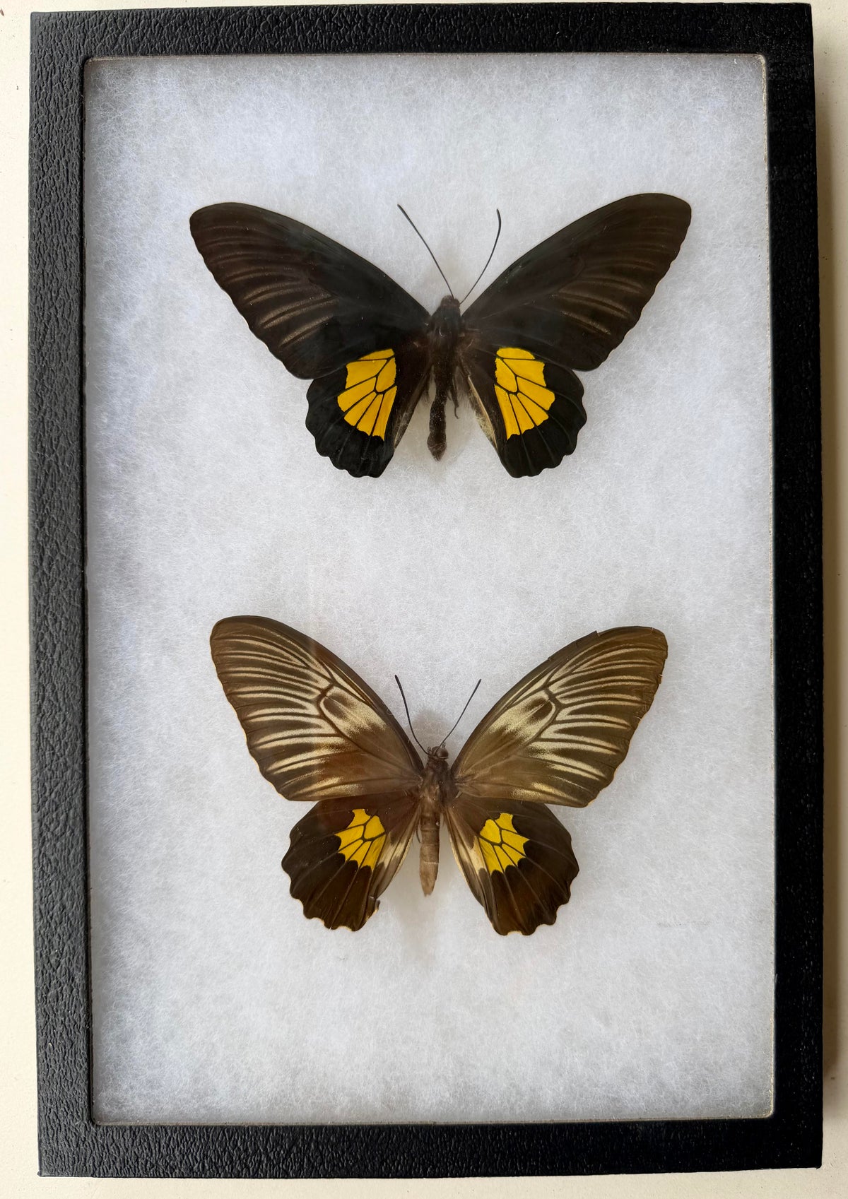 Framed Troides helena sagittatus BIRDWING PAIR -Lombak