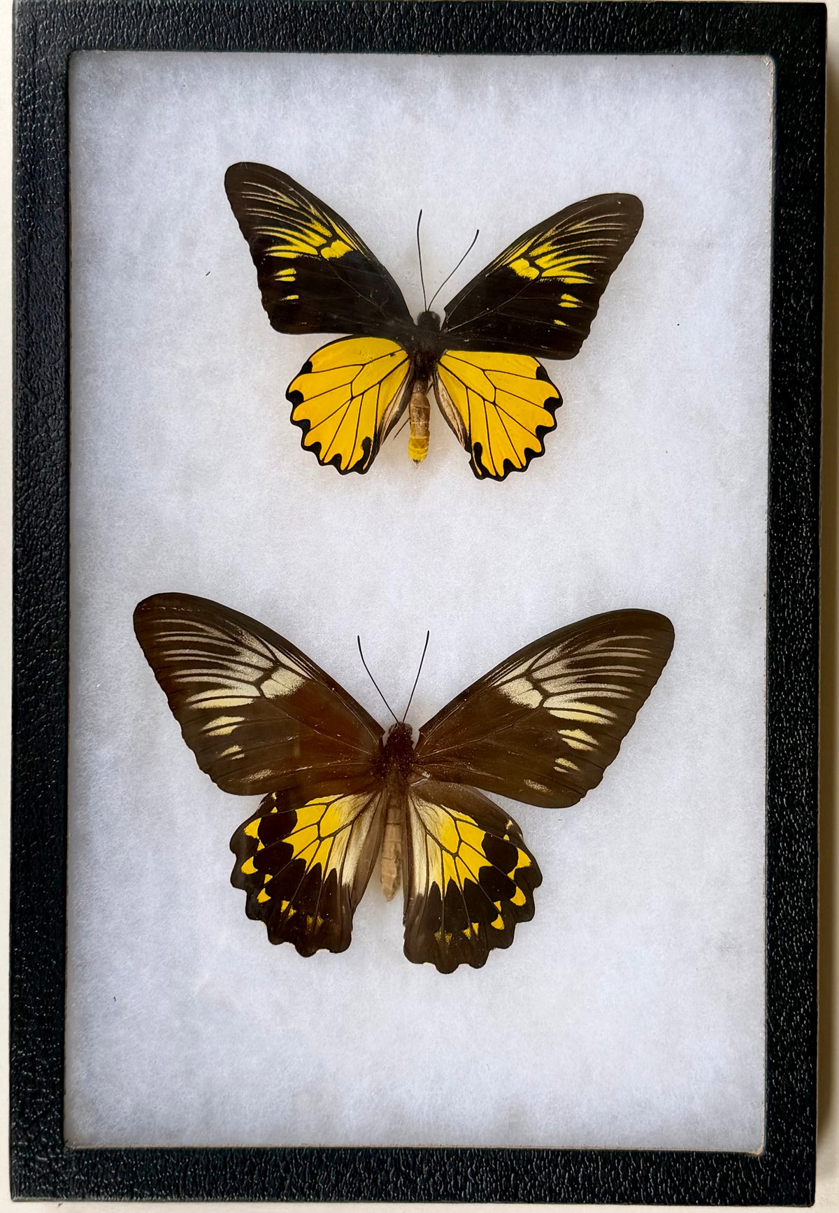 Framed Troides amphrysus BIRDWING PAIR -Java