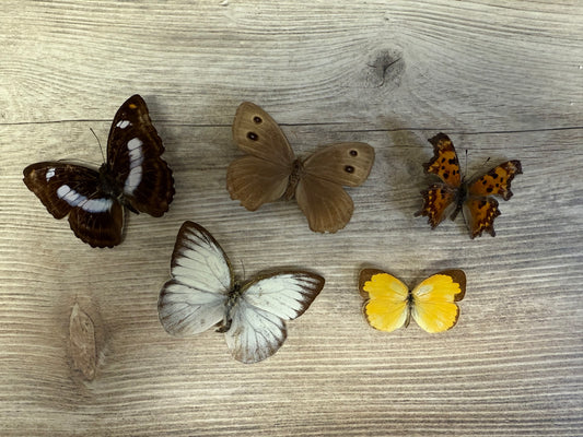 5 Spread butterflies, not framed, A2, Lot 510