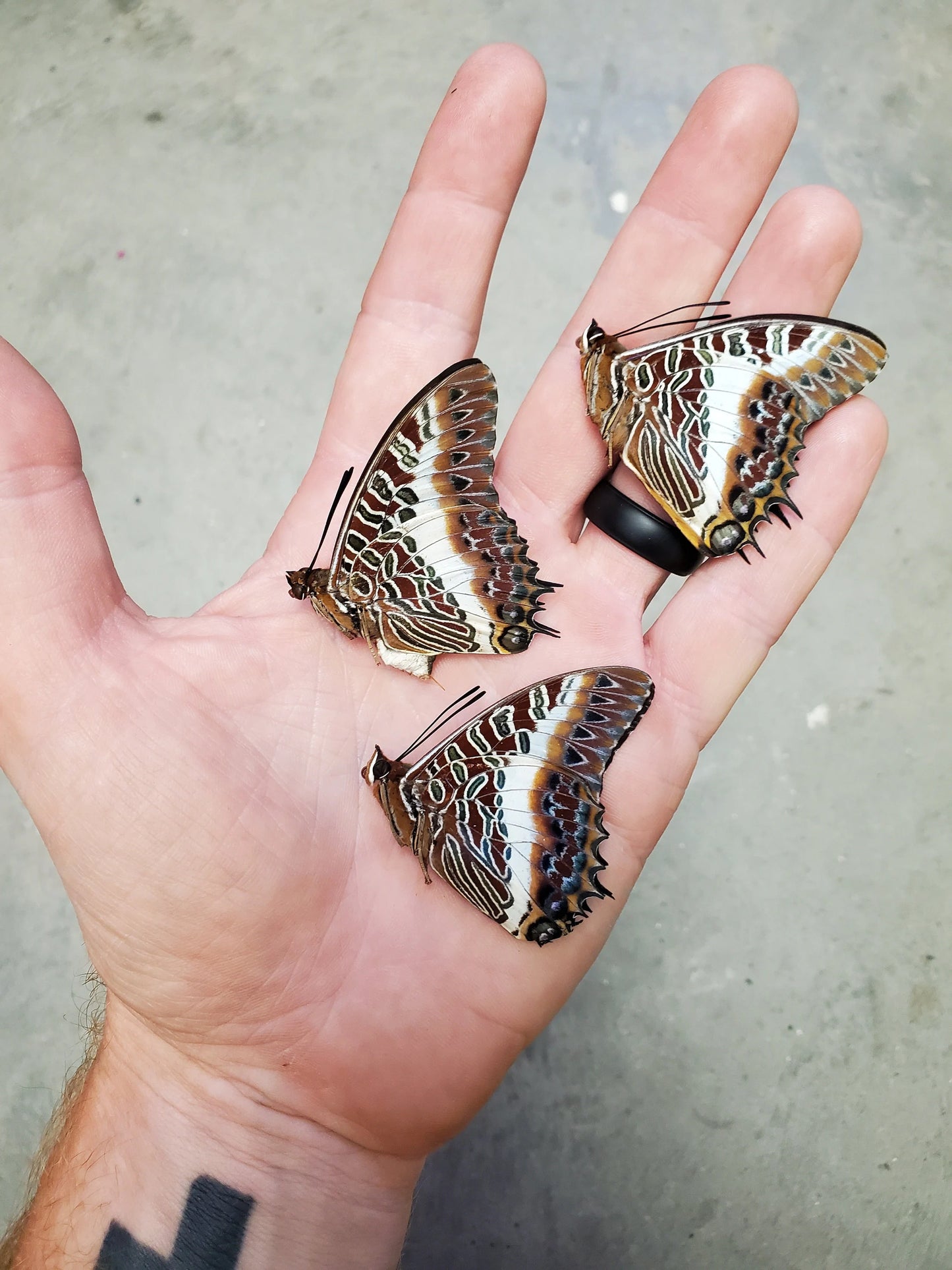 Real Charaxes brutus Butterfly Unspread
