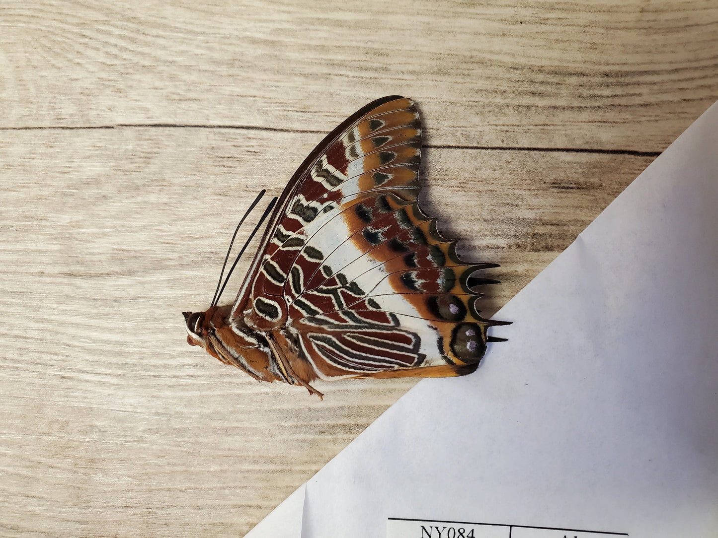 Real Charaxes brutus Butterfly Unspread