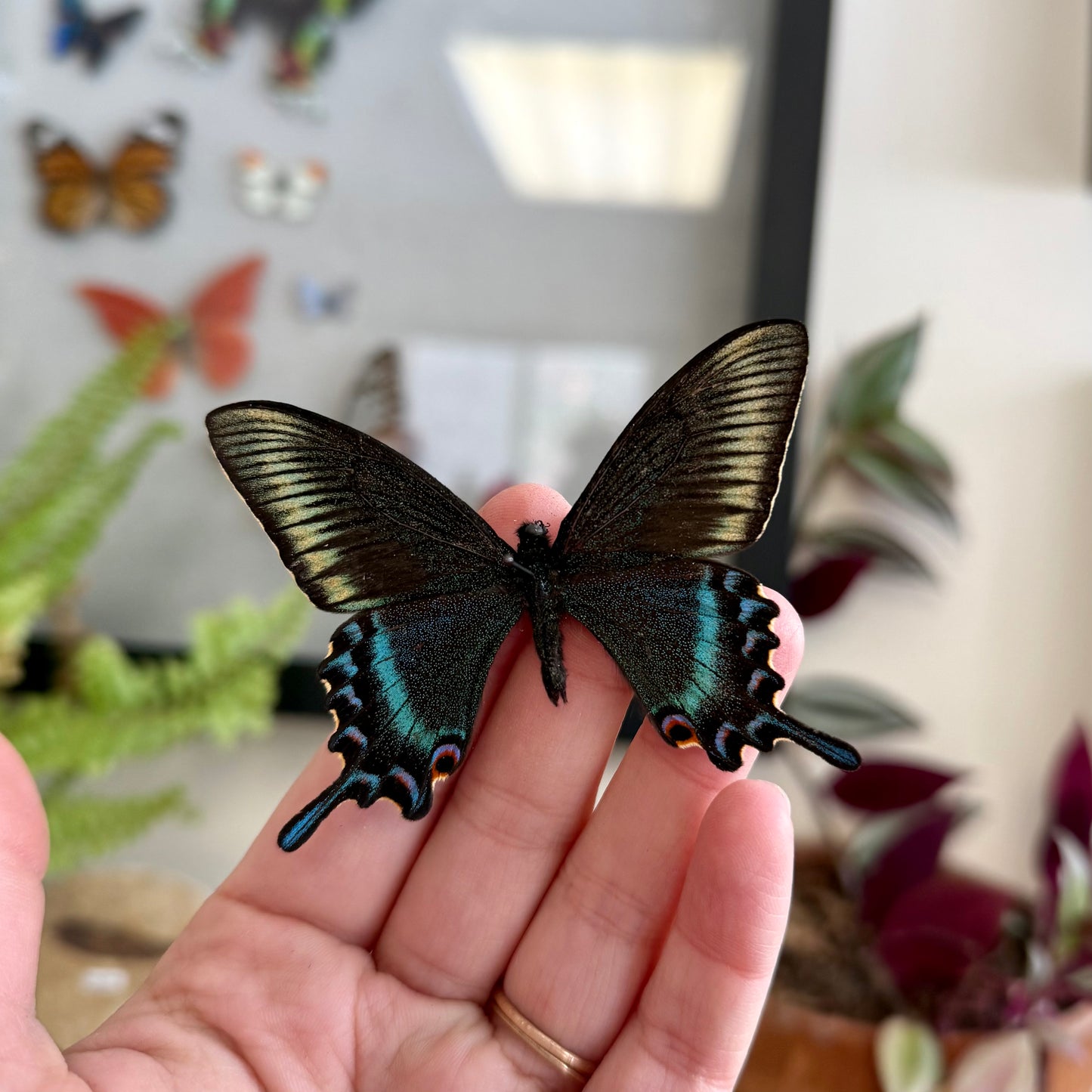 Papilio maackii, Alpine Black Swallowtail (Colorful Spring Form)