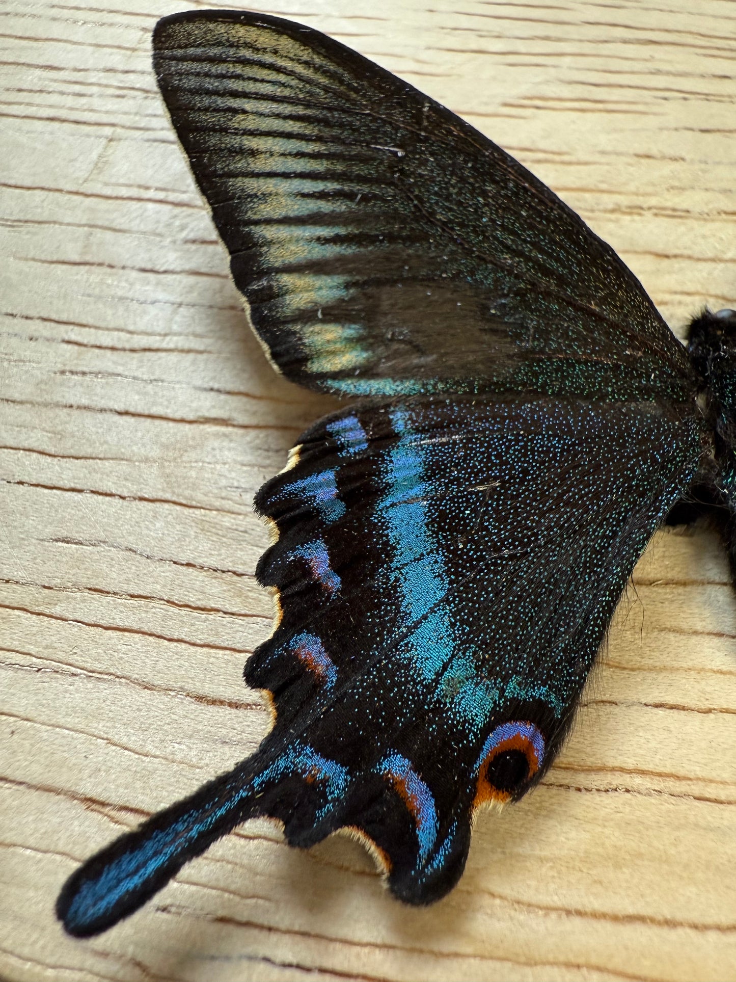 Papilio maackii, Alpine Black Swallowtail (Colorful Spring Form)