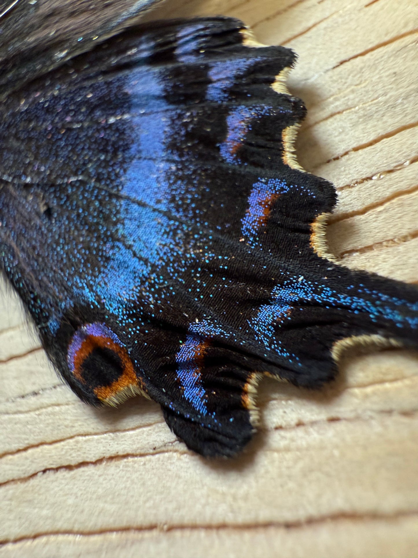 Papilio maackii, Alpine Black Swallowtail (Colorful Spring Form)