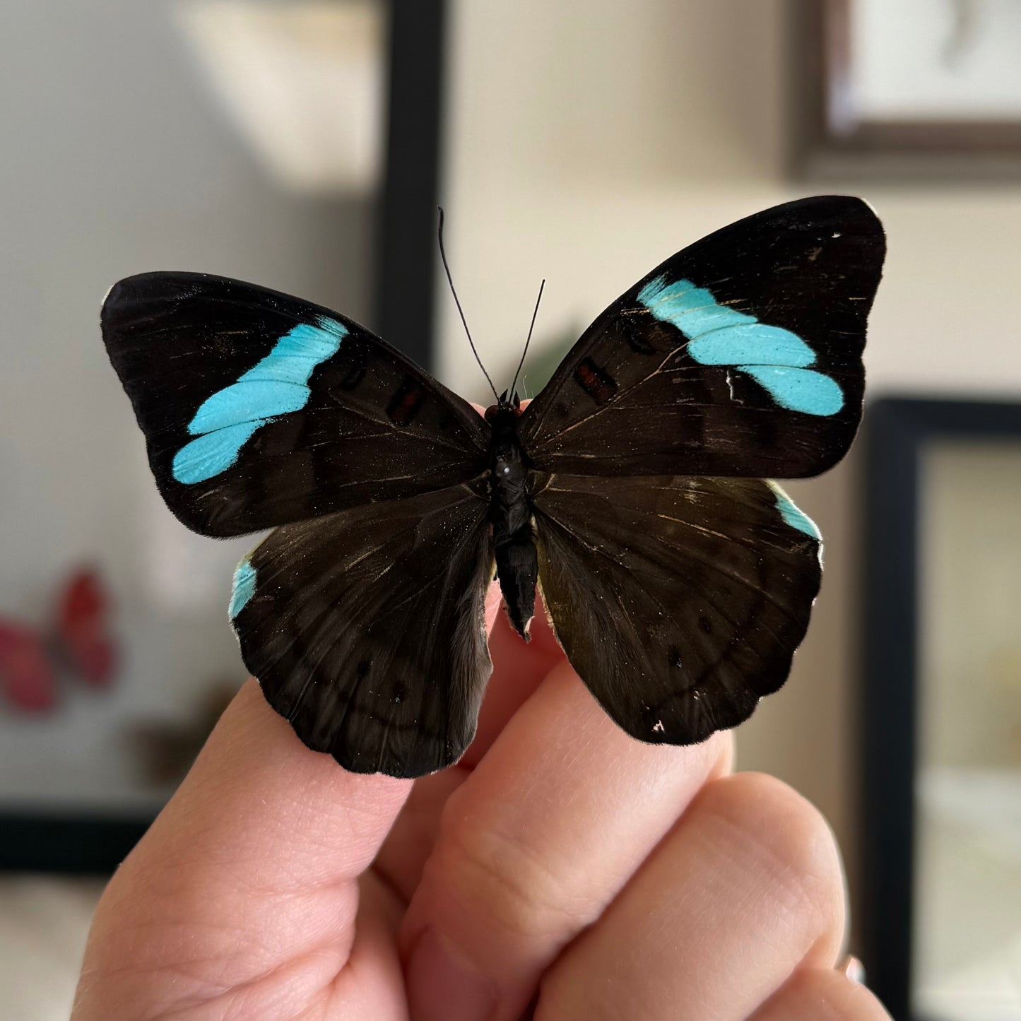 Nessaea hewitsoni REAL Green Butterfly unspread Olivewing