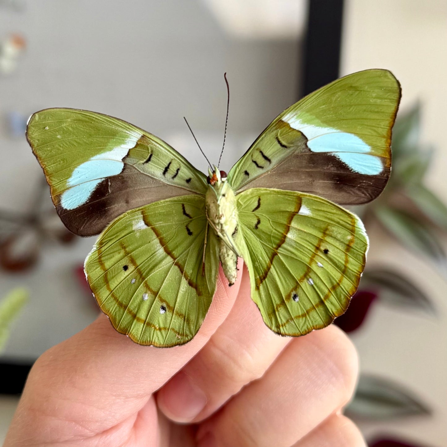 Nessaea hewitsoni REAL Green Butterfly unspread Olivewing