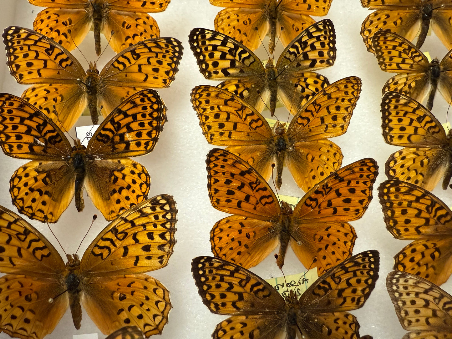 REAL Fritillary Butterfly Wings Spread Open Dried, dead preserved insect specimen nature art decor