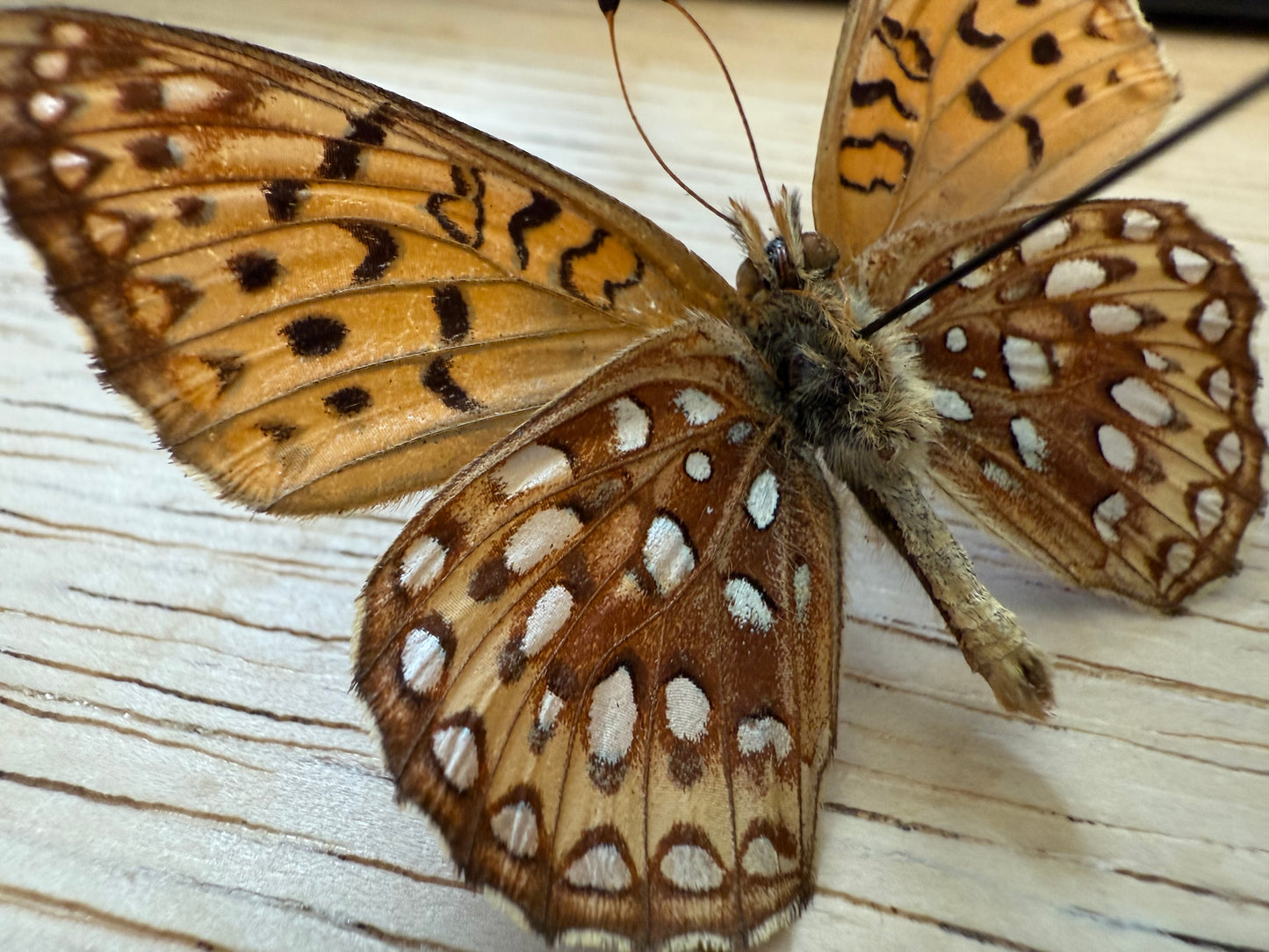 REAL Fritillary Butterfly Wings Spread Open Dried, dead preserved insect specimen nature art decor