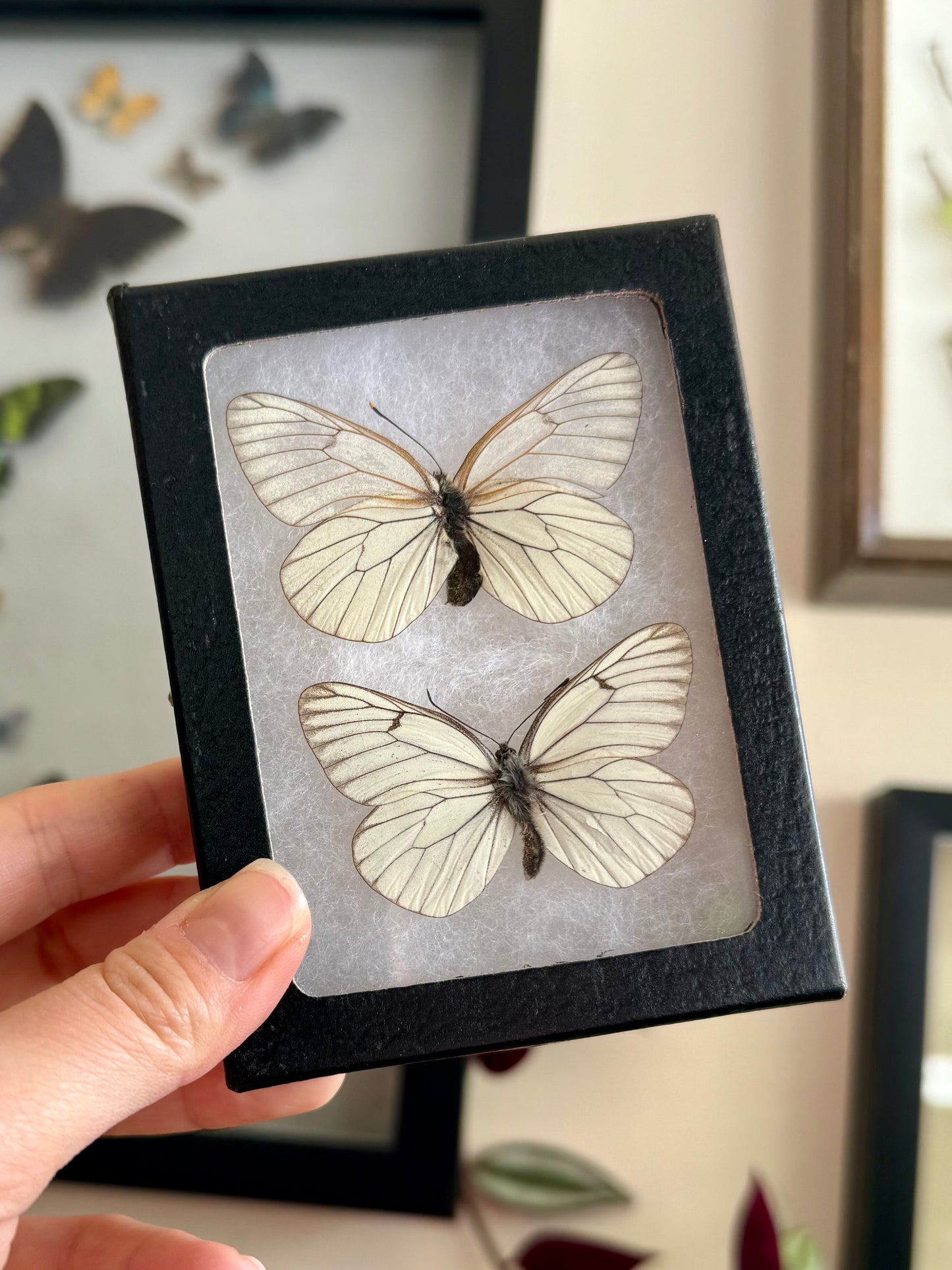 Framed Aporia Butterflies from Denmark LOT 600