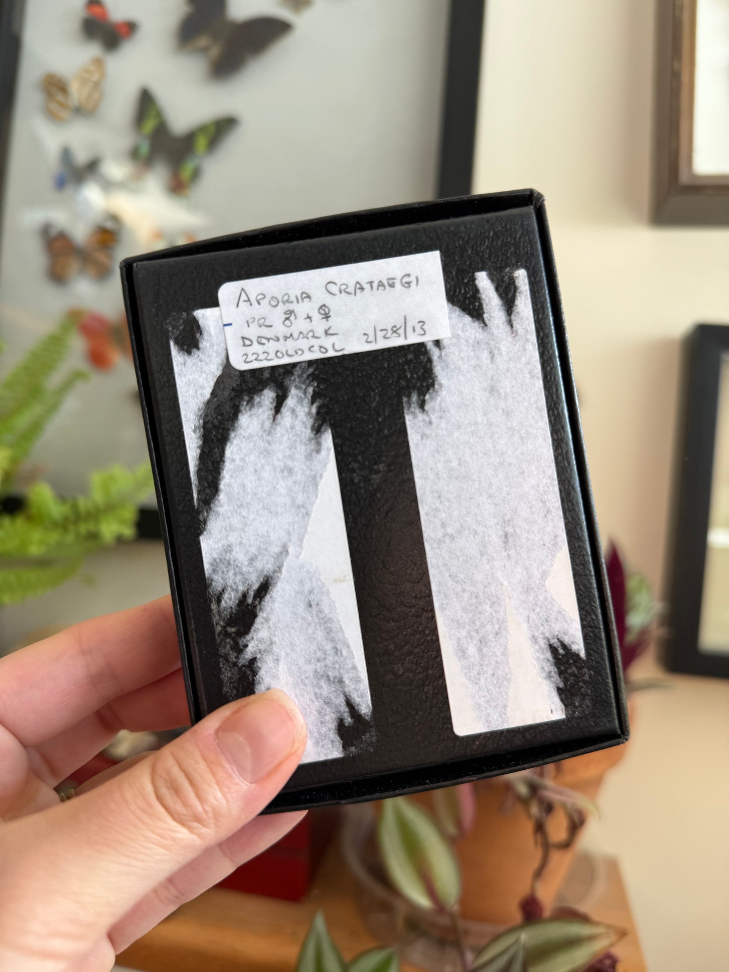 Framed Aporia Butterflies from Denmark LOT 600