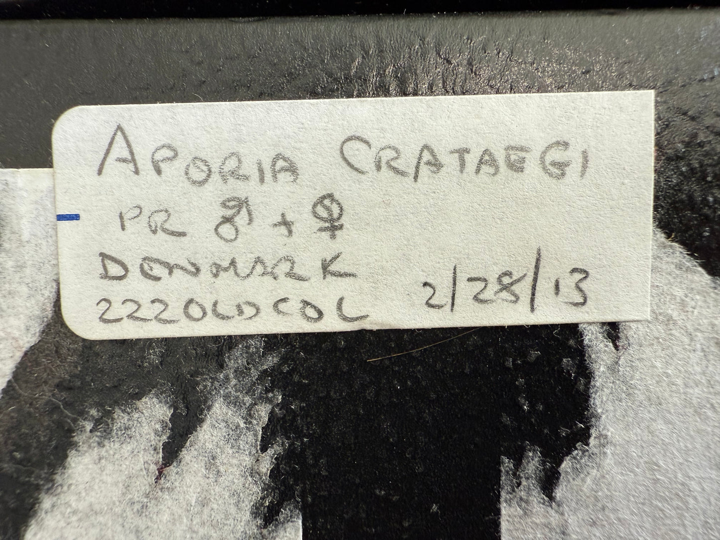 Framed Aporia Butterflies from Denmark LOT 600