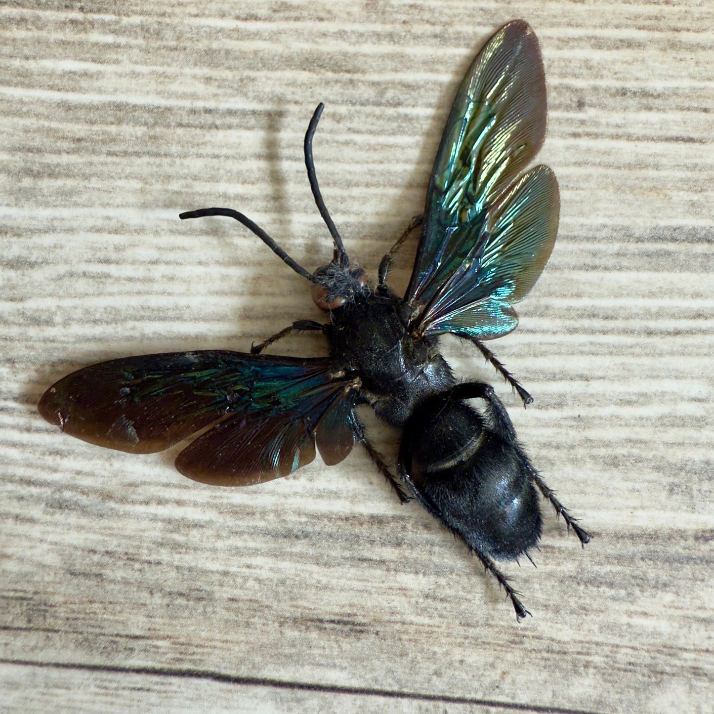 GIANT Hornet 'Megascolia velutina' REAL Huge Wasp, Dead, Dried, Preserved Insect Specimen,