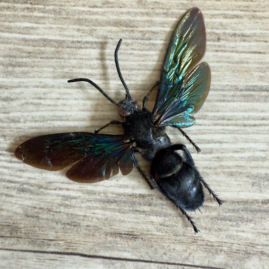 GIANT Hornet 'Megascolia velutina' REAL Huge Wasp, Dead, Dried, Preserved Insect Specimen,