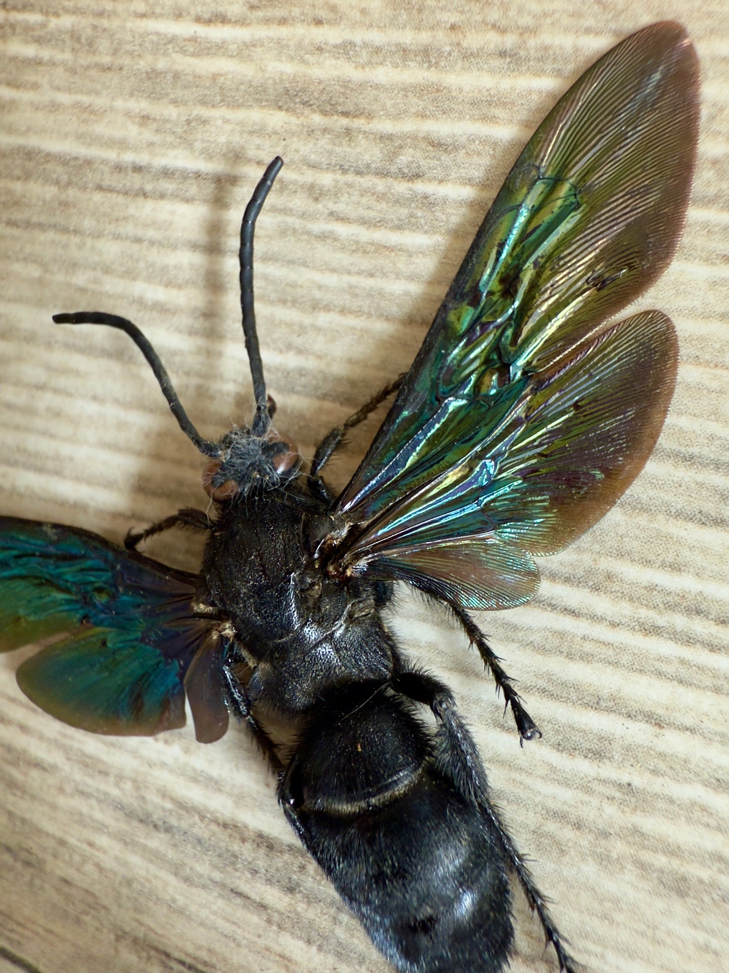 GIANT Hornet 'Megascolia velutina' REAL Huge Wasp, Dead, Dried, Preserved Insect Specimen,
