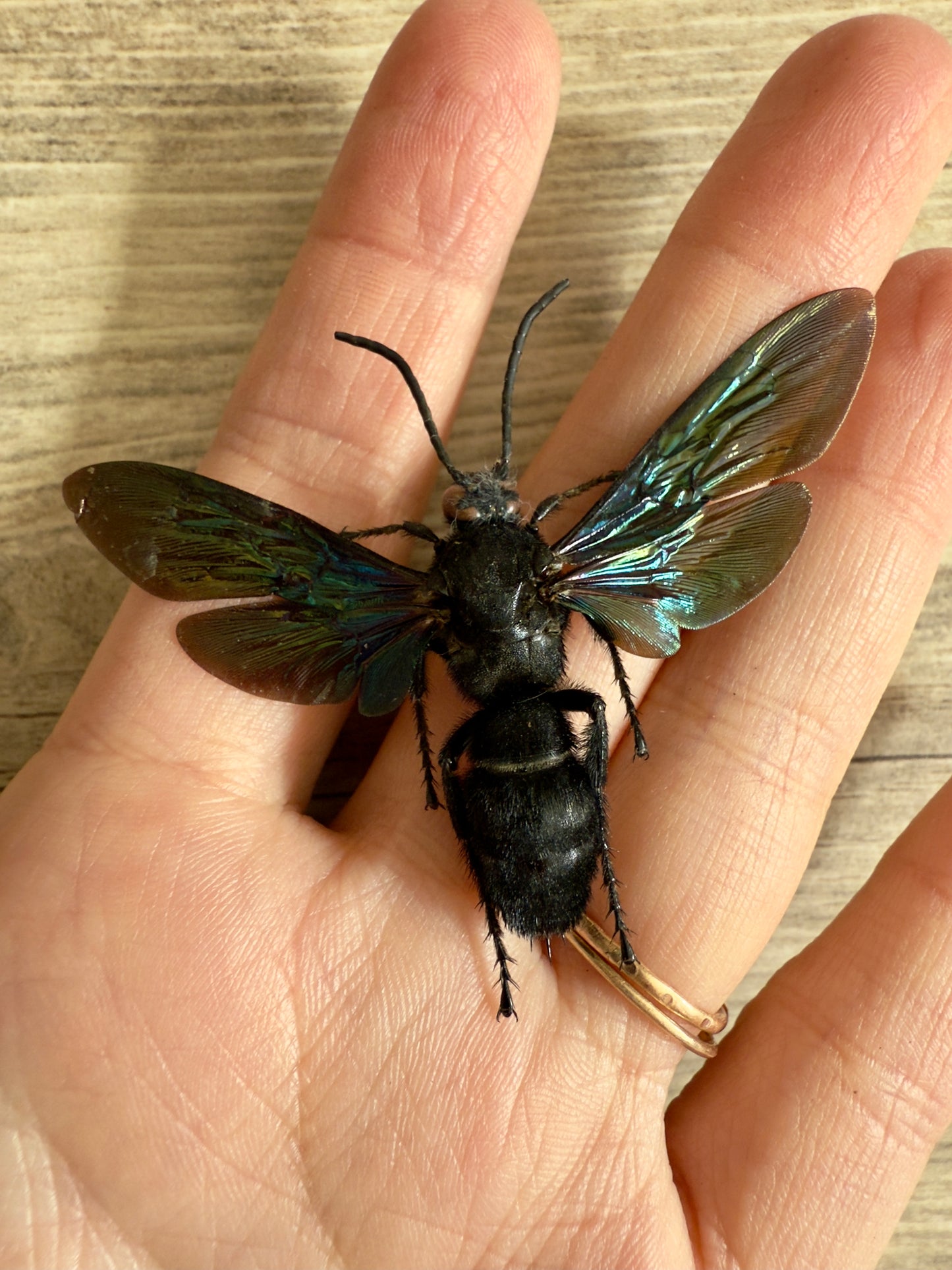 GIANT Hornet 'Megascolia velutina' REAL Huge Wasp, Dead, Dried, Preserved Insect Specimen,