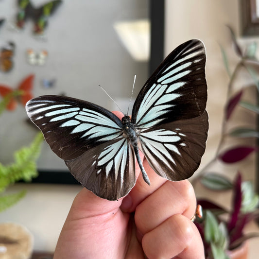 Pareronia tritaea Blue Wanderer Butterfly