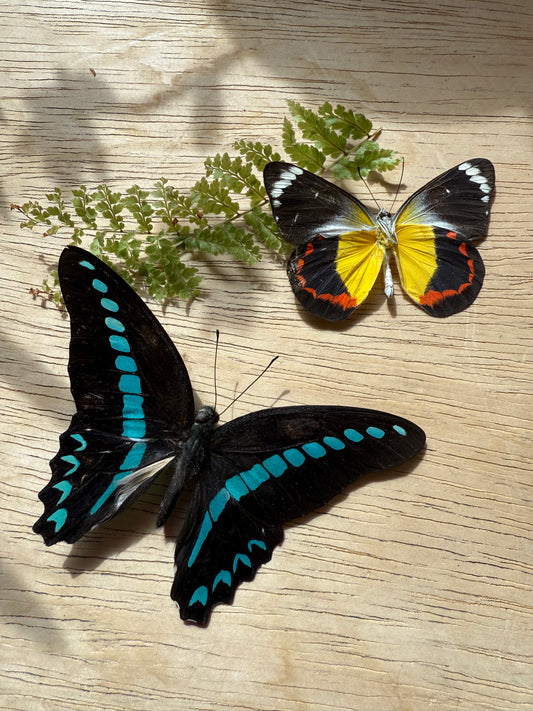 2 Spread butterflies, not framed Lot 502