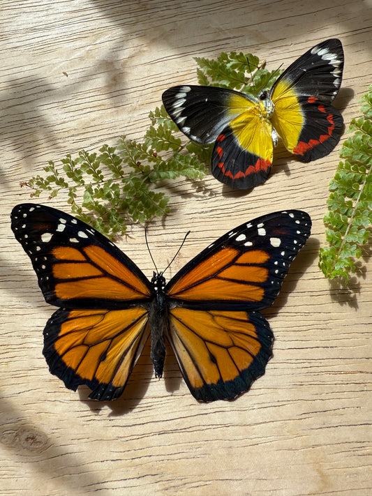 2 Spread butterflies, not framed Lot 503