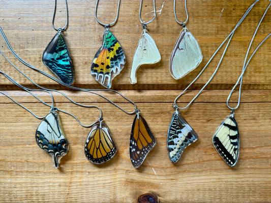 Real Butterfly and Moth Wing Pendant Necklaces