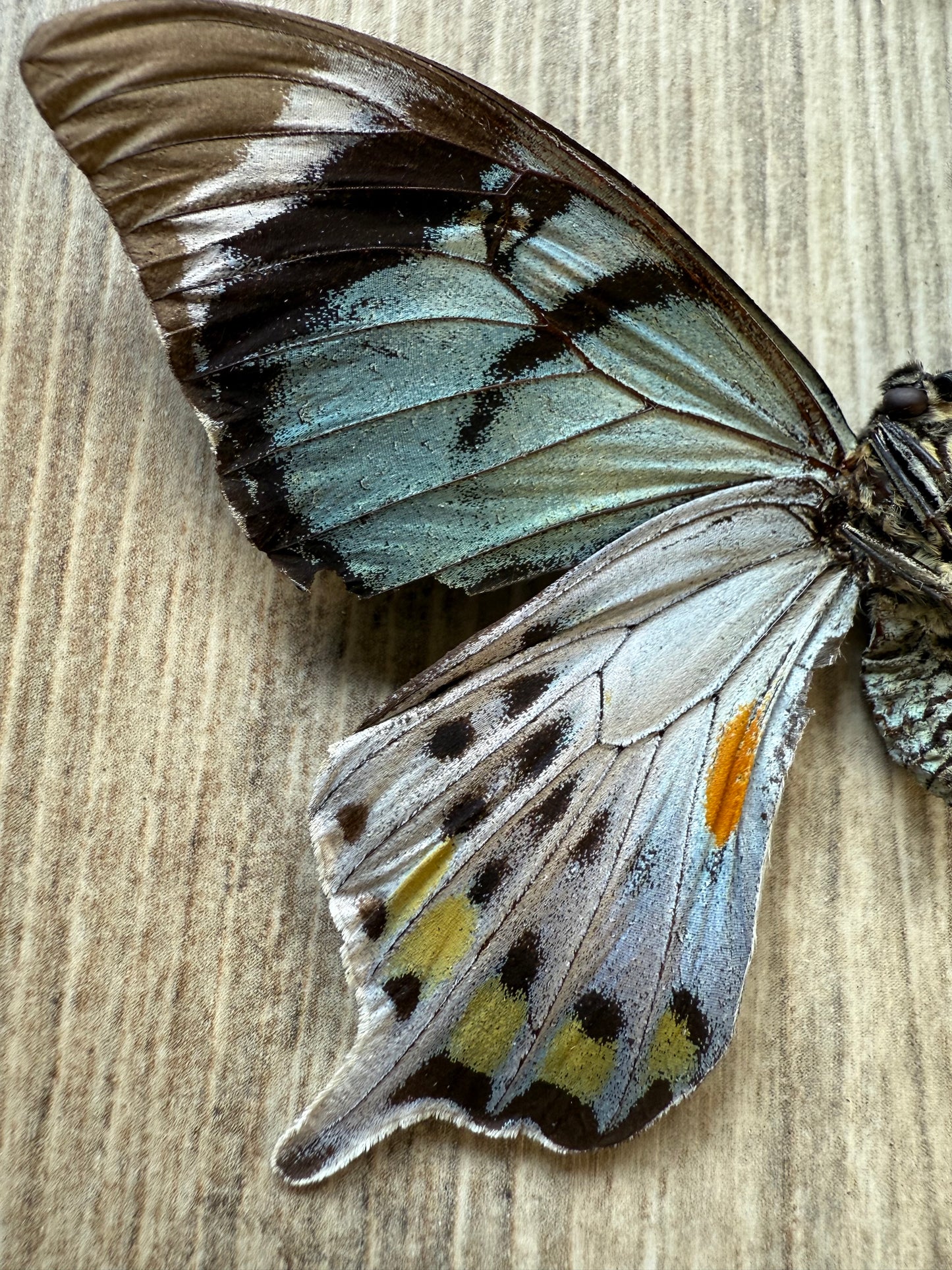 RARE! SPREAD Papilio laglaizei Pair Swallowtail Butterflies