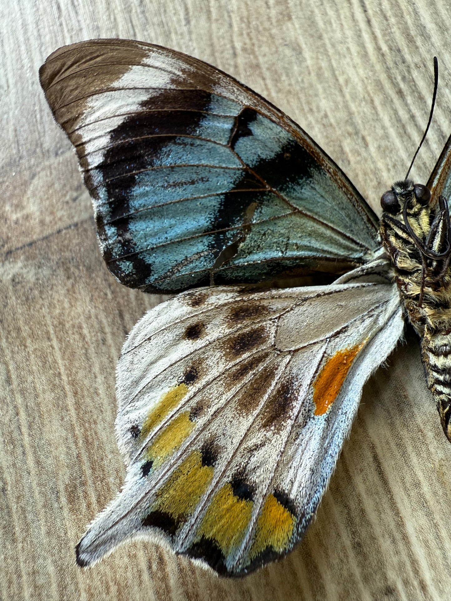 RARE! SPREAD Papilio laglaizei Pair Swallowtail Butterflies