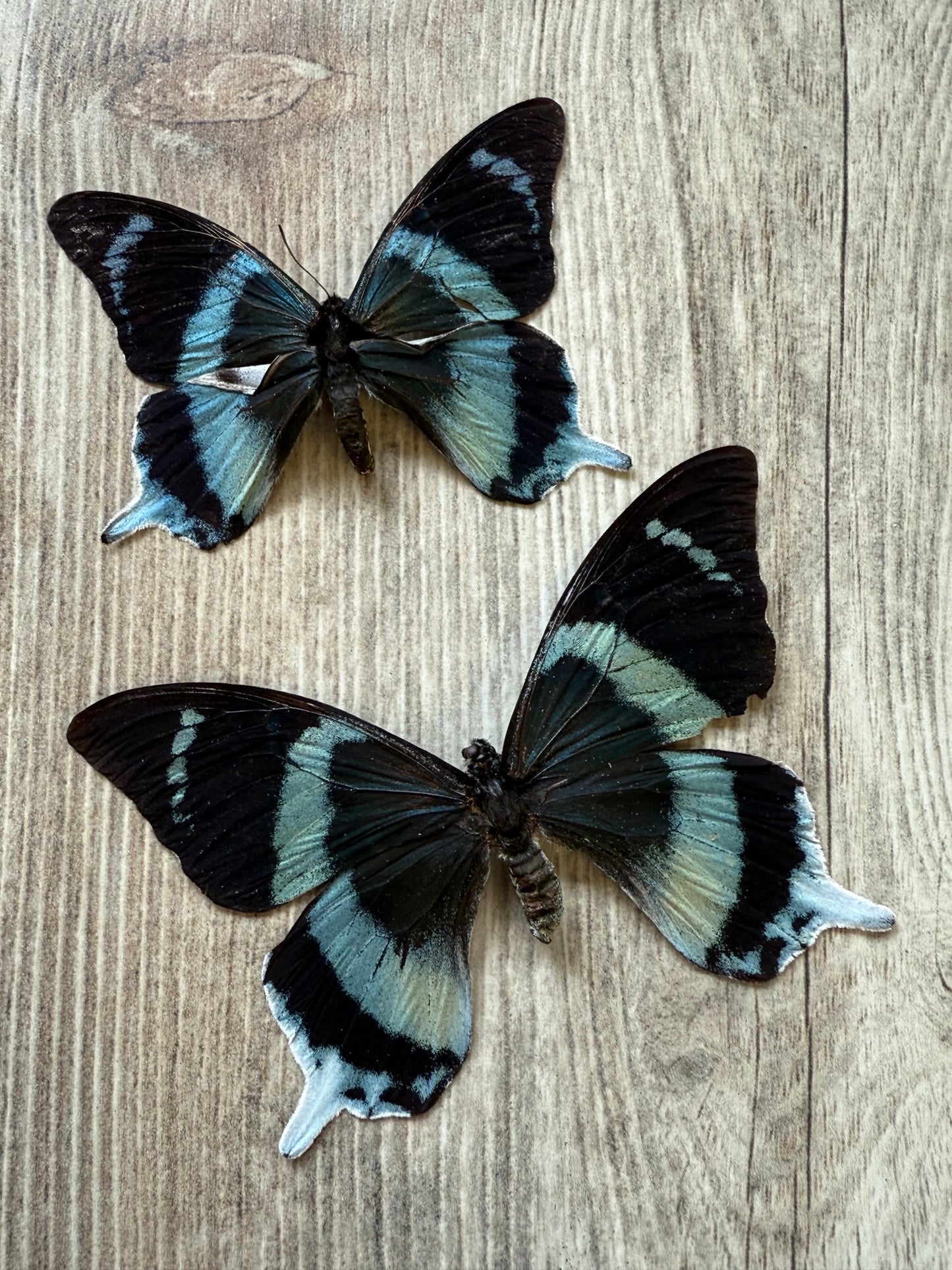 RARE! SPREAD Papilio laglaizei Pair Swallowtail Butterflies