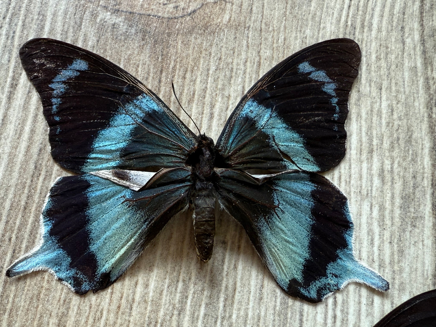 RARE! SPREAD Papilio laglaizei Pair Swallowtail Butterflies