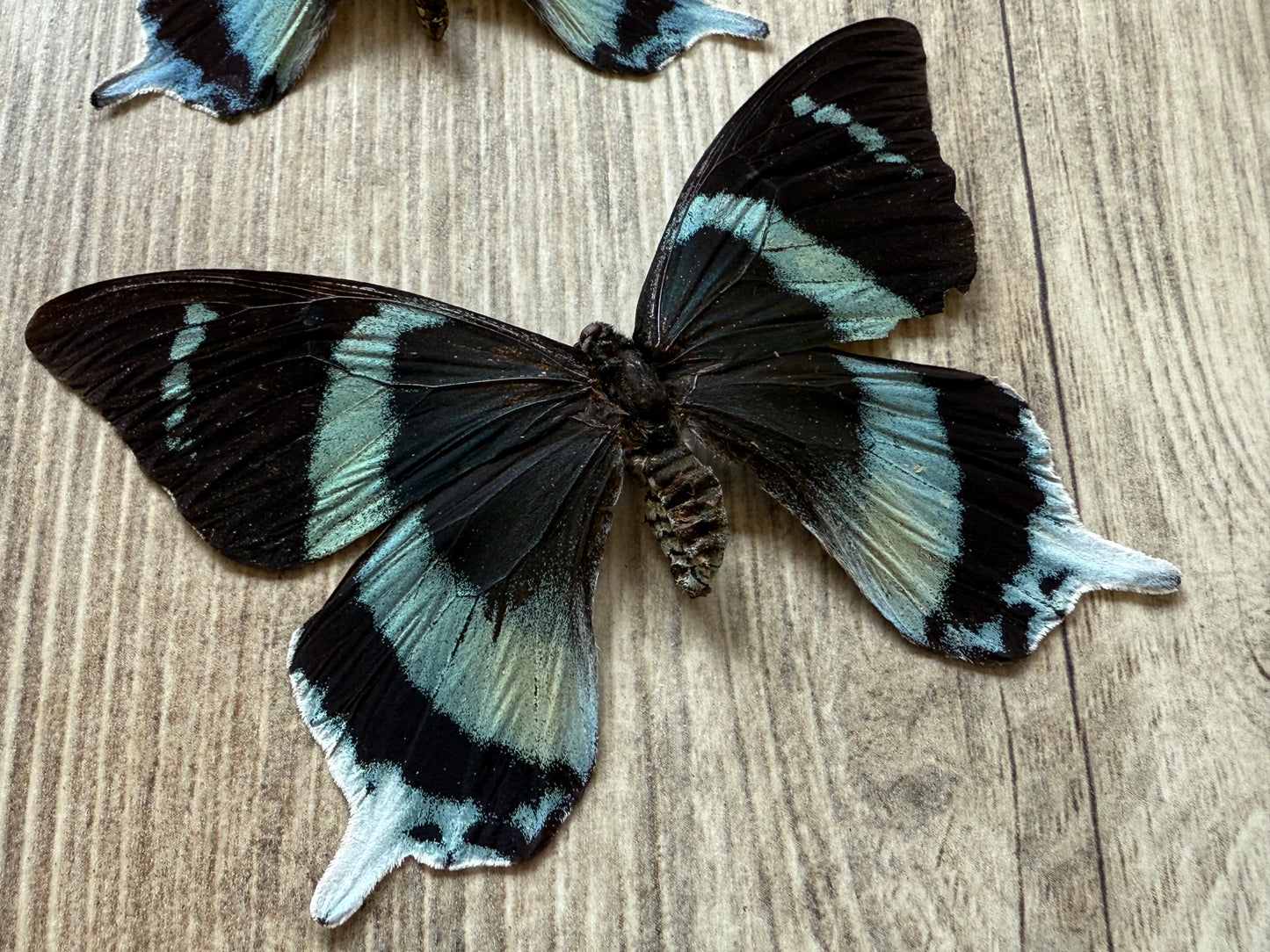 RARE! SPREAD Papilio laglaizei Pair Swallowtail Butterflies