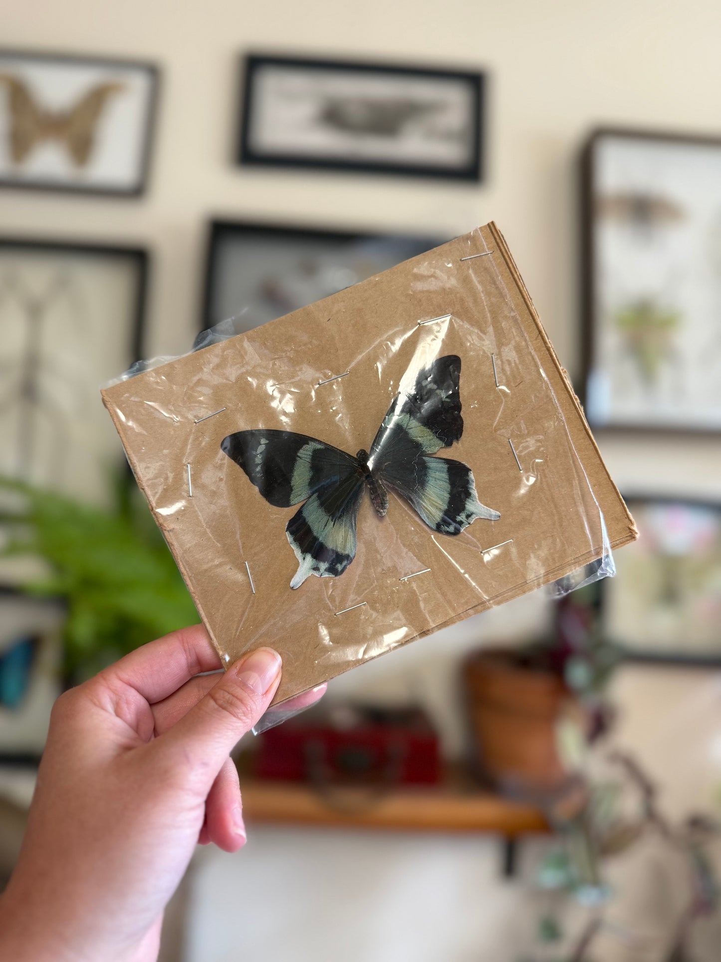 RARE! SPREAD Papilio laglaizei Pair Swallowtail Butterflies