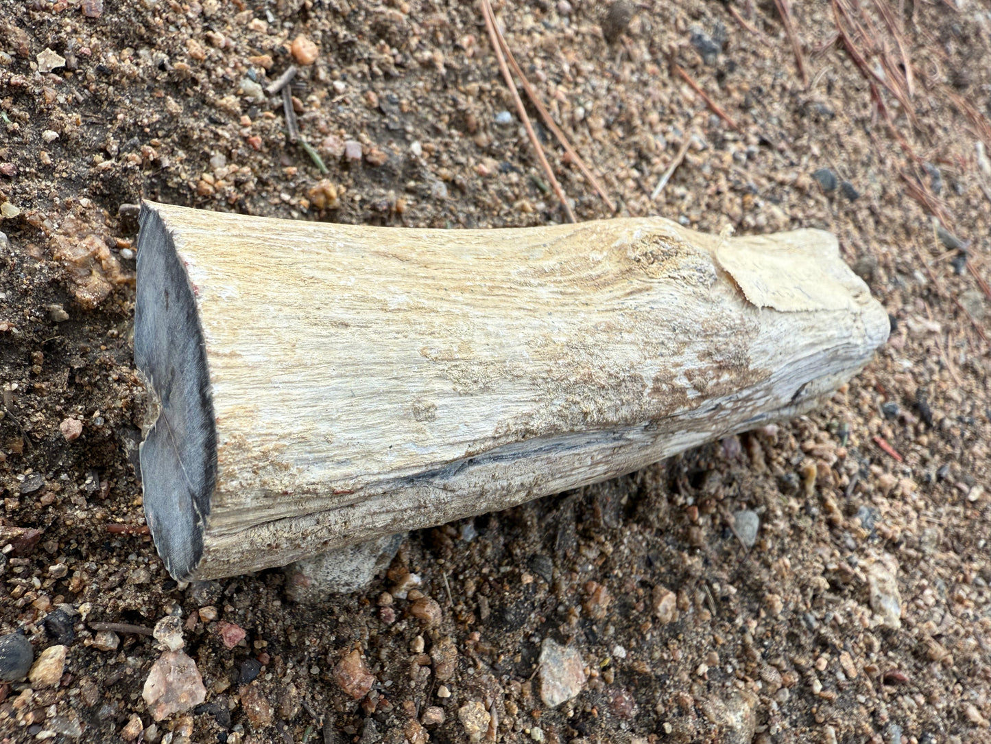 Petrified Wood from Eden Valley