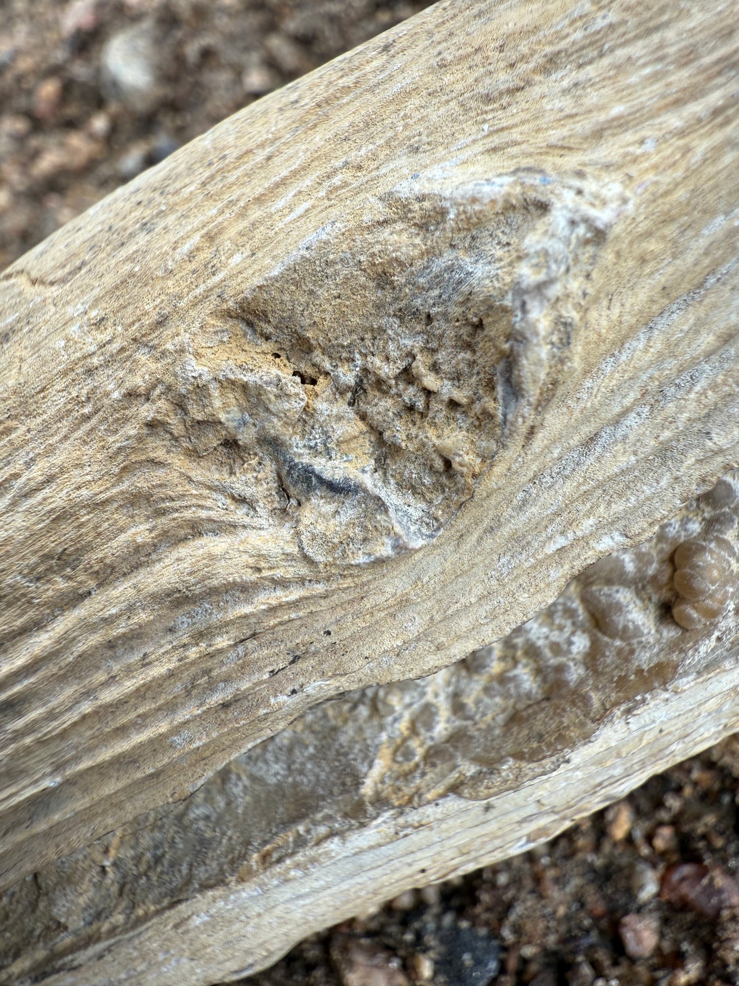 Petrified Wood from Eden Valley