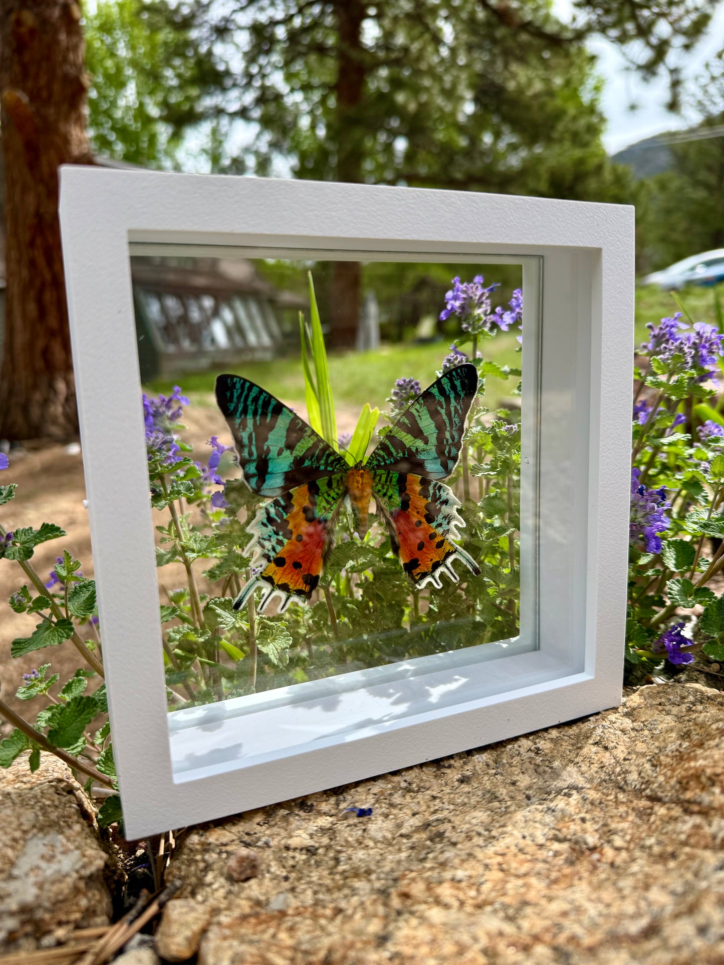DOUBLE GLASS Shadow box Frames, FRAME ONLY Insect and Butterfly Display Floating Frame