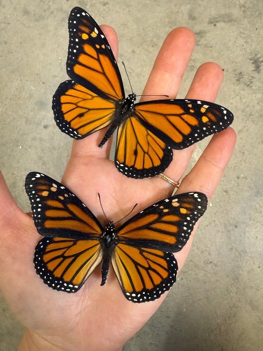 Real USA Monarch Butterfly Sustainably + Ethically Sourced! 'Danaus plexippus' Farm Raised, BRIGHT ORANGE!!! Dead, Preserved Insect Specimen