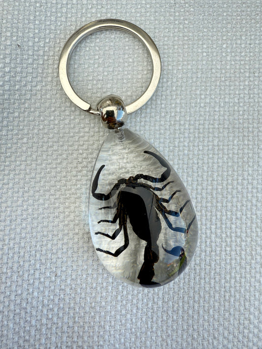 Real Preserved Scorpion Keychain in Clear Resin